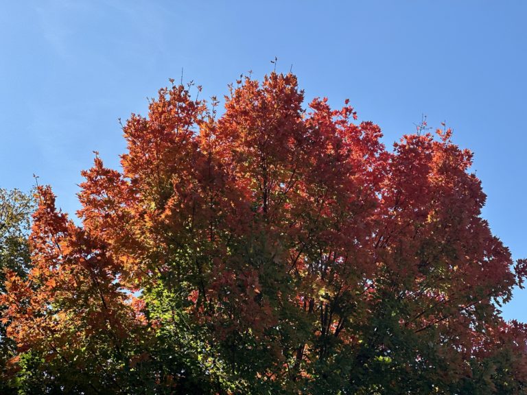 A tree with red leaves in the fall.