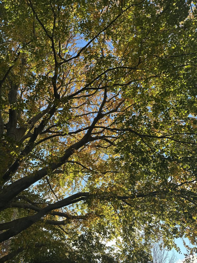 A tree with leaves on it's branches in the sun.