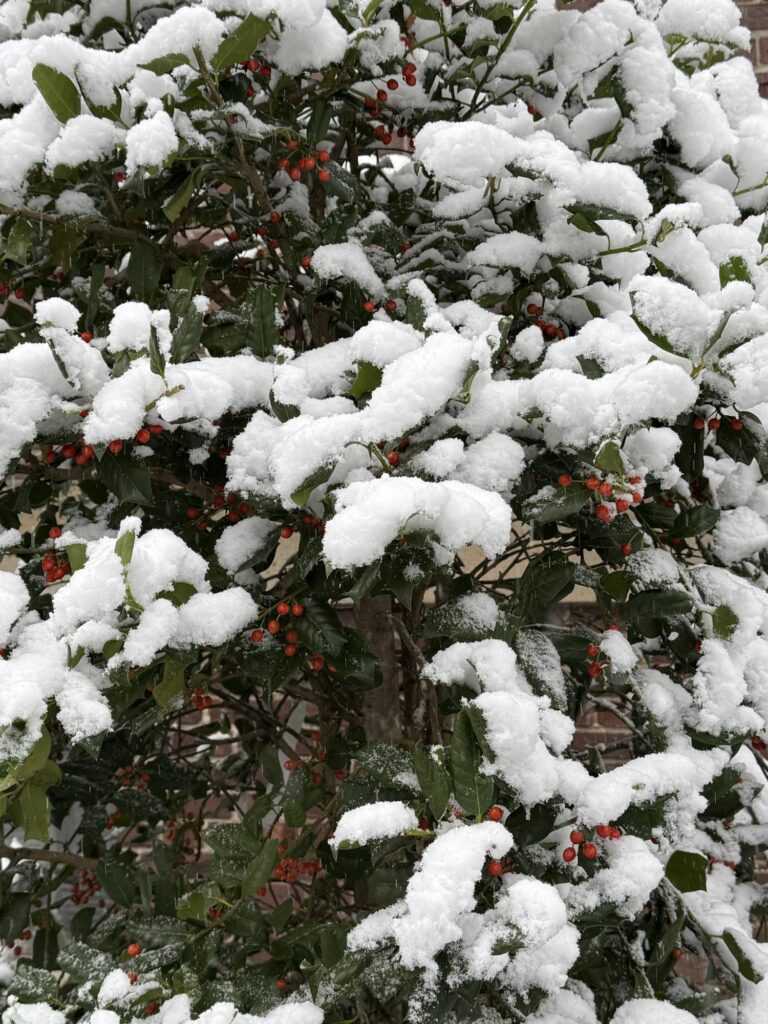 A close up of snow on the leaves of a bush