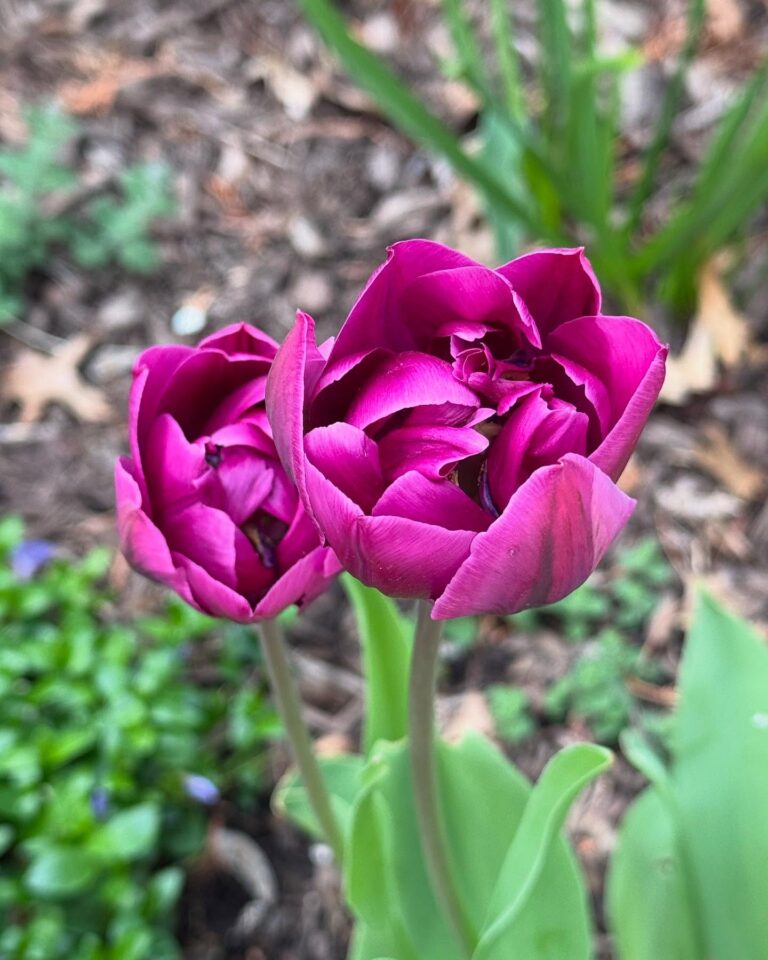 Two vibrant purple tulips in garden.