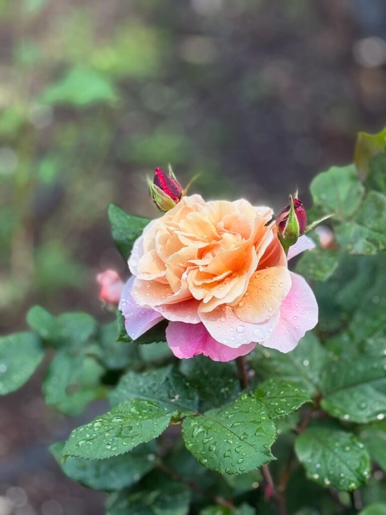 Peach rose with dewdrops on green leaves.