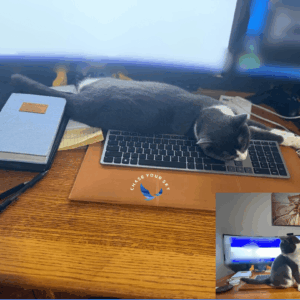 A relaxed cat on a desk symbolising creative focus and sustainable work habits.